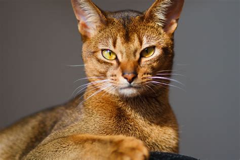 odd eyed cat|big eyed cat breeds.